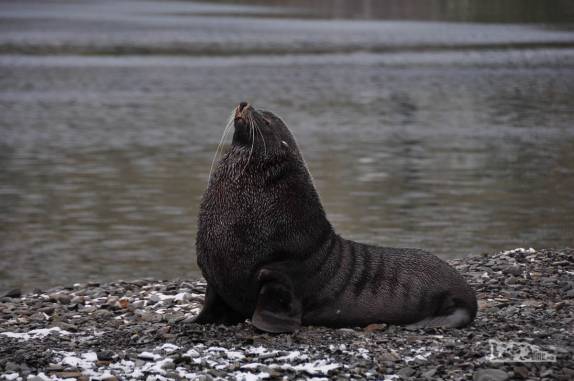 Um altivo lobo-marinho na praia de Stromness, na Geórgia do Sul